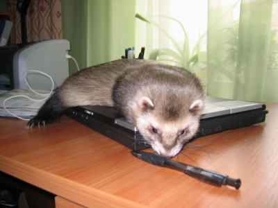 on the comp.jpg